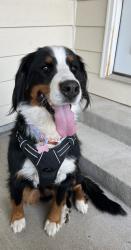 Reunited Female Dog last seen Coyote creek golf course, Fort Lupton, CO 80621
