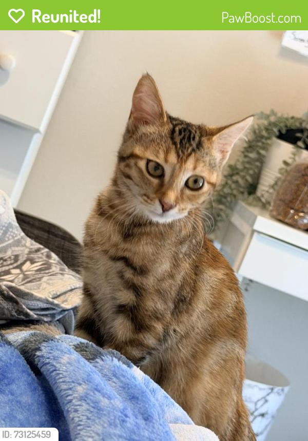 Reunited Female Cat last seen Fannin farms, Arlington, TX 76001