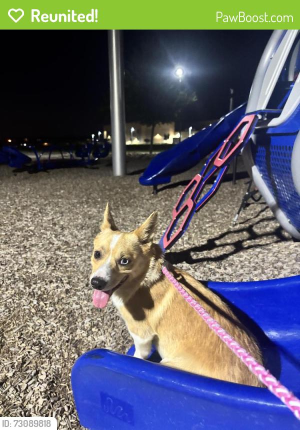 Reunited Male Dog last seen Krider rd and greenbriar rd, Rockwall County, TX 75189