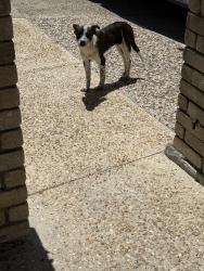 Found/Stray Male Dog last seen Northwestberry and E Broadview Dr San Antonio, Tx 78228, San Antonio, TX 78228