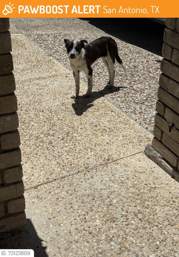 Found/Stray Male Dog last seen Northwestberry and E Broadview Dr San Antonio, Tx 78228, San Antonio, TX 78228