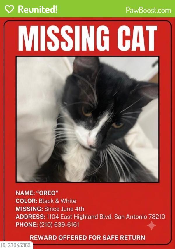 Reunited Male Cat last seen E Highland Blvd, San Antonio, TX 78210, USA, San Antonio, TX 78210