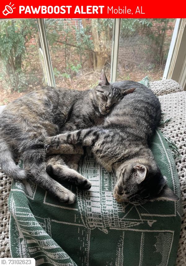 Lost Female Cat last seen cresthaven and idaho road, Mobile, AL 36609