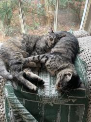 Lost Female Cat last seen cresthaven and idaho road, Mobile, AL 36609
