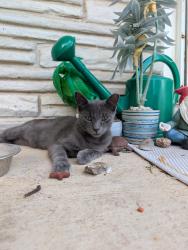 Lost Male Cat last seen San Pedro & Basse, San Antonio, TX 78212