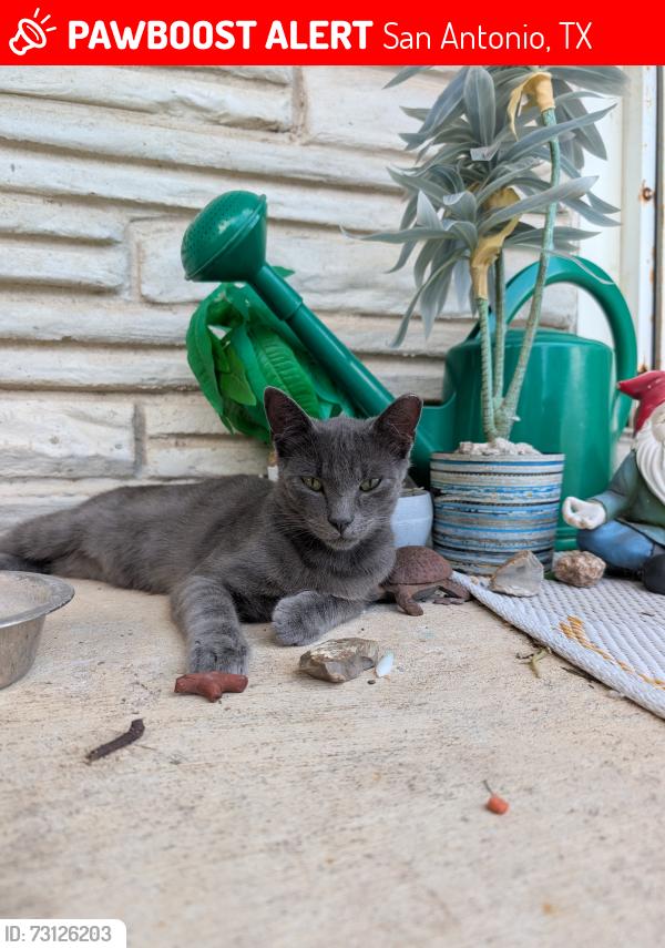 Lost Male Cat last seen San Pedro & Basse, San Antonio, TX 78212