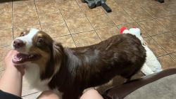 Lost Female Dog last seen Lomas Del Sur, Laredo, TX 78046