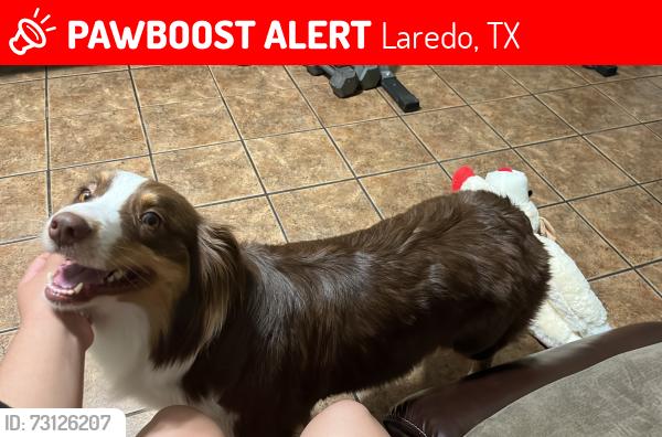 Lost Female Dog last seen Lomas Del Sur, Laredo, TX 78046