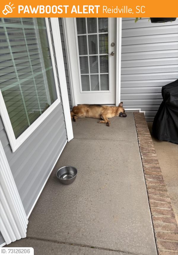 Found/Stray Male Dog last seen Gaston, Reidville, SC 29375