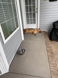 Found/Stray Male Dog last seen Gaston, Reidville, SC 29375