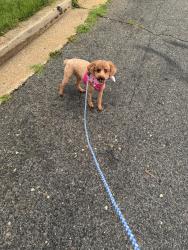 Lost Male Dog last seen King court and holmehurst neighborhood , Bowie, MD 20720