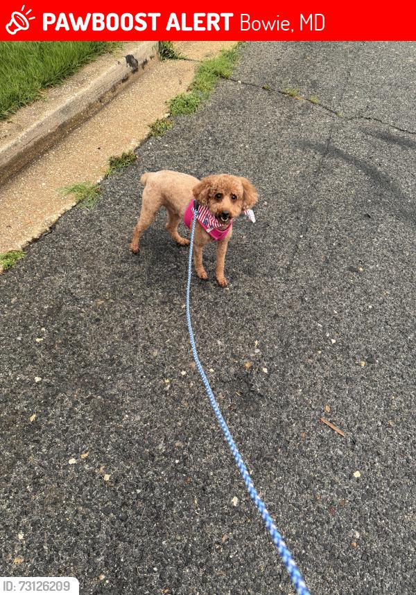 Lost Male Dog last seen King court and holmehurst neighborhood , Bowie, MD 20720