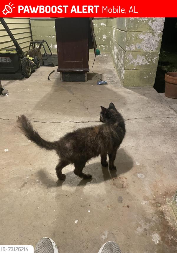 Lost Female Cat last seen Cresthaven and Idaho, Mobile, AL 36609
