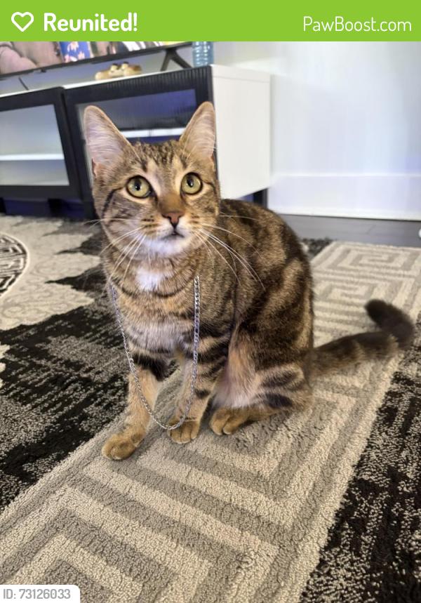 Reunited Female Cat last seen Near Niagara st, Toronto, ON M4J 4P9