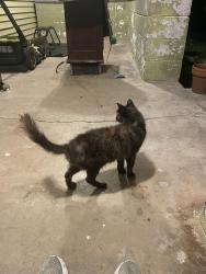 Lost Female Cat last seen Cresthaven and Idaho, Mobile, AL 36609