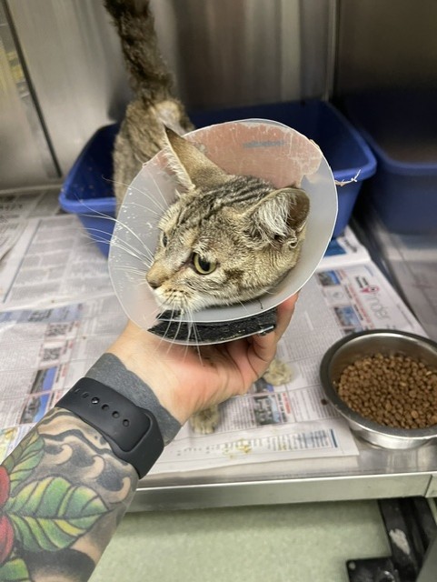 Shelter Stray Female Cat last seen LONGWOOD PARK, 16 Barnes Ct, Hayward, CA 94544, USA