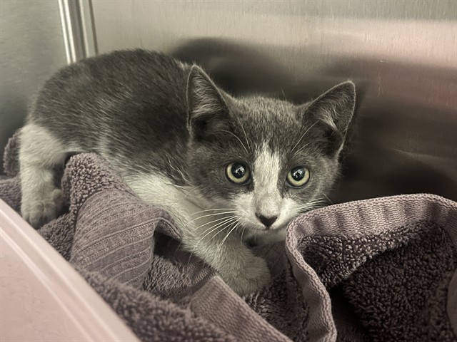 Shelter Stray Female Cat last seen SANTA MARIA/ HEARTHSTONE, 6443 Oak Canyon, Irvine, CA 92618, USA