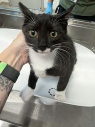 Shelter Stray Female Cat last seen OUT OF JURIS, 221 Stone Quarry Rd, Burlington, NC 27217, USA