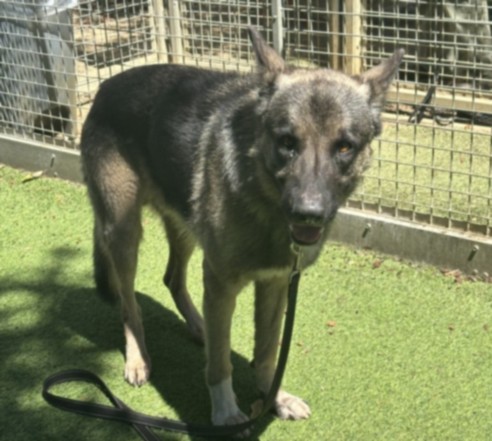 Shelter Stray Male Dog last seen , 14409 Vanowen St, Van Nuys, CA 91405, USA