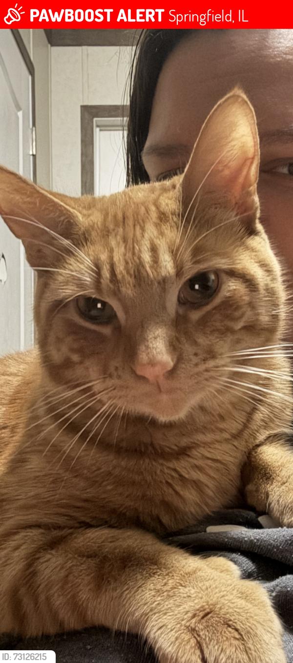 Lost Male Cat last seen Cottonwood cove area, Springfield, IL 62702