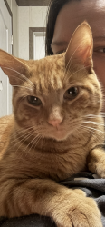 Lost Male Cat last seen Cottonwood cove area, Springfield, IL 62702
