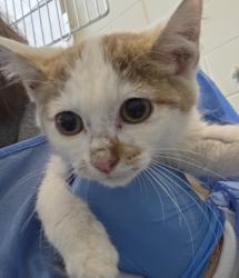 Shelter Stray Male Cat last seen Near BLOCK QUEBEC ST, 12155 Park Blvd, Brighton, CO 80601, USA