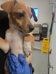 Shelter Stray Female Dog last seen ALDERPOINTE ST BAKERSFIELD, 201 S Mt Vernon Ave, Bakersfield, CA 93307, USA
