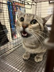 Shelter Stray Male Cat last seen Near BLK E VIA WANDA, LONG BEACH, CA 90805, 7700 E Spring St, Long Beach, CA 90815, USA