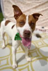 Shelter Stray Male Dog last seen CHARLOTTE, 8315 Byrum Dr, Charlotte, NC 28217, USA