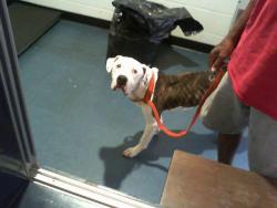 Shelter Stray Male Dog last seen CHARLOTTE, 8315 Byrum Dr, Charlotte, NC 28217, USA