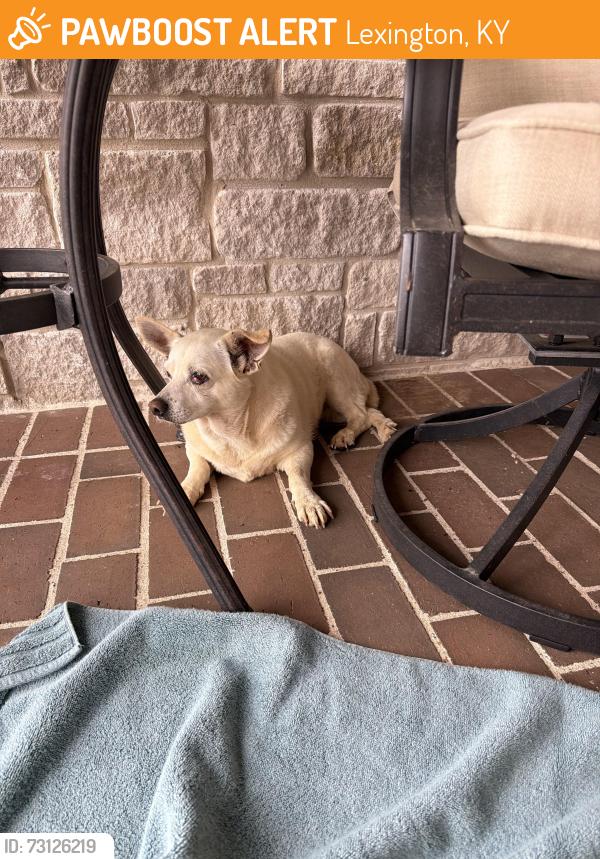 Found/Stray Unknown Dog last seen Tates Creek and Doe Run, Lexington, KY 40515
