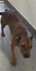 Shelter Stray Female Dog last seen , 232 Eslinger Way, Sanford, FL 32773, USA