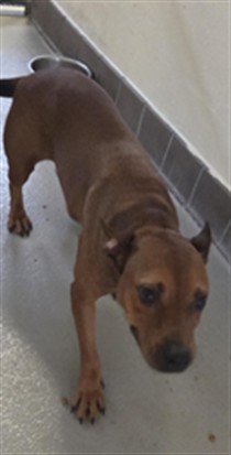 Shelter Stray Female Dog last seen , 232 Eslinger Way, Sanford, FL 32773, USA
