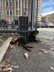 Found/Stray Female Dog last seen Herron school/Buckingham & Balmoral Apts, Indianapolis, IN 46208