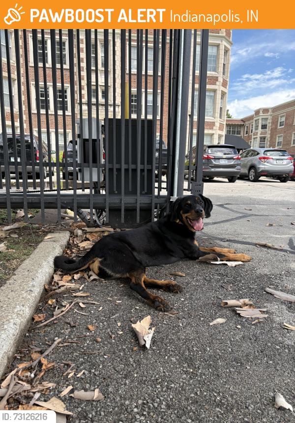 Found/Stray Female Dog last seen Herron school/Buckingham & Balmoral Apts, Indianapolis, IN 46208