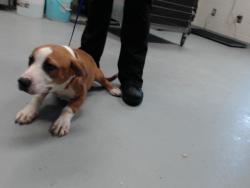 Shelter Stray Male Dog last seen Near BRINKLEY DR, SPRING LAKE NC 28390, 4704 Corporation Dr, Fayetteville, NC 28306, USA