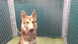 Shelter Stray Female Dog last seen , 11258 Garfield Ave, Downey, CA 90242, USA