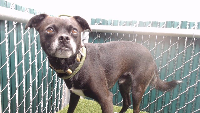 Shelter Stray Male Dog last seen , 11258 Garfield Ave, Downey, CA 90242, USA