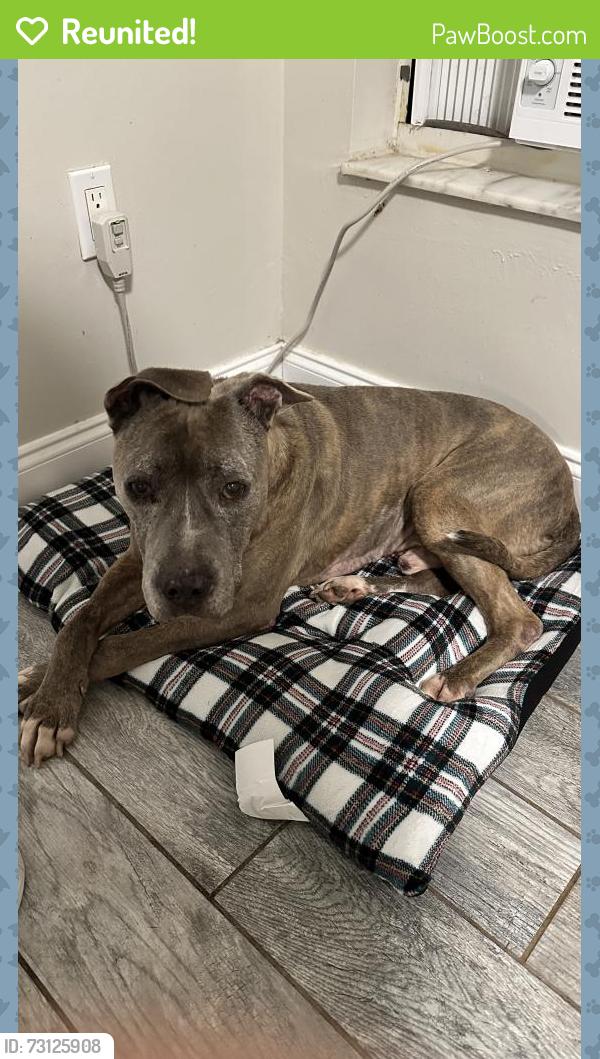 Reunited Male Dog last seen Bird road and 147 ave, Miami, FL 33175