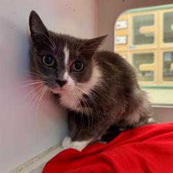 Shelter Stray Female Cat last seen Near BLOCK PALMYRITA AVE, RIVERSIDE CA 92507, 6851 Van Buren Boulevard, Jurupa Valley, CA 92509, USA