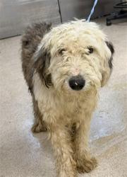 Shelter Stray Male Dog last seen Near BLOCK BURCH ST PERRIS, CA, 6851 Van Buren Boulevard, Jurupa Valley, CA 92509, USA