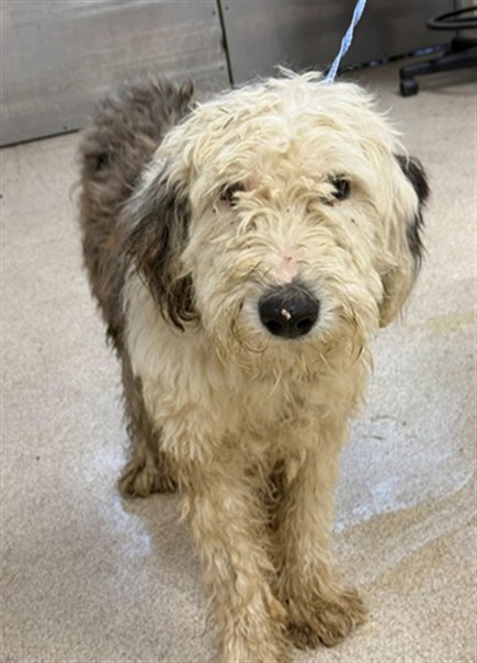 Shelter Stray Male Dog last seen Near BLOCK BURCH ST PERRIS, CA, 6851 Van Buren Boulevard, Jurupa Valley, CA 92509, USA