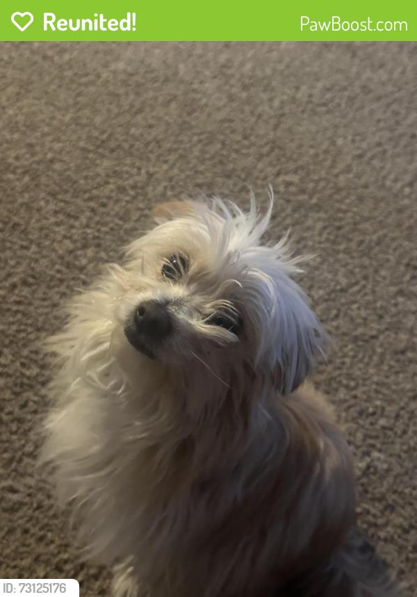 Reunited Female Dog last seen Flores st and Zamora st, Beasley, TX 77417