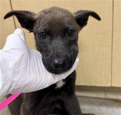 Shelter Stray Male Dog last seen Near BLOCK ALEXANDER ST, PERRIS CA 92570, 6851 Van Buren Boulevard, Jurupa Valley, CA 92509, USA