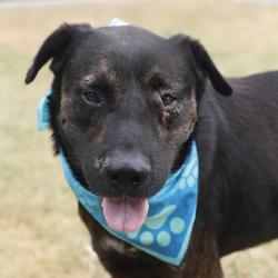 Shelter Stray Male Dog last seen Near BLOCK OF FITCH ST, 4710 TX-151, San Antonio, TX 78227, USA