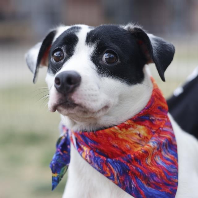 Shelter Stray Female Dog last seen Near BLOCK GROVEHILL, 4710 TX-151, San Antonio, TX 78227, USA