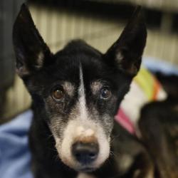 Shelter Stray Female Dog last seen HENDERSON PASS, 4710 TX-151, San Antonio, TX 78227, USA