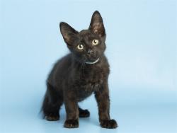 Shelter Stray Male Cat last seen 35TH AVE - VOLTAIRE, 5501 E Van Buren St, Phoenix, AZ 85008, USA