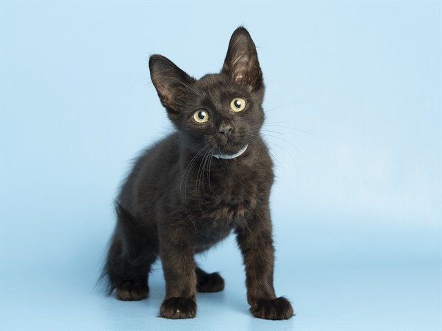 Shelter Stray Male Cat last seen 35TH AVE - VOLTAIRE, 5501 E Van Buren St, Phoenix, AZ 85008, USA
