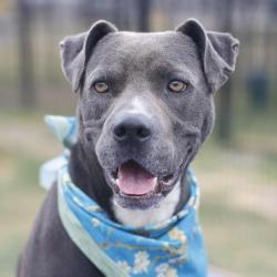 Shelter Stray Male Dog last seen Near BLOCK HERMINE BLVD, 4710 TX-151, San Antonio, TX 78227, USA